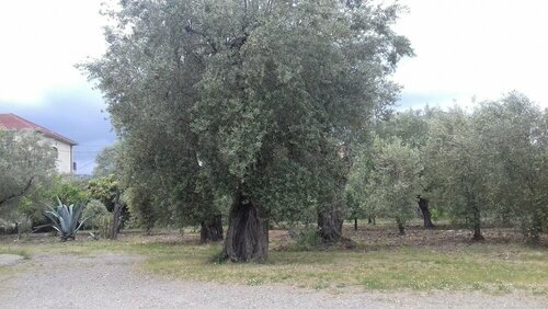Гостиница B&b Oliveto Longo