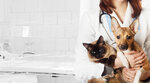 Neovet Veterinary Clinic (İstanbul, Kartal, Kızılay Blv., 73A) ، عيادة بيطرية