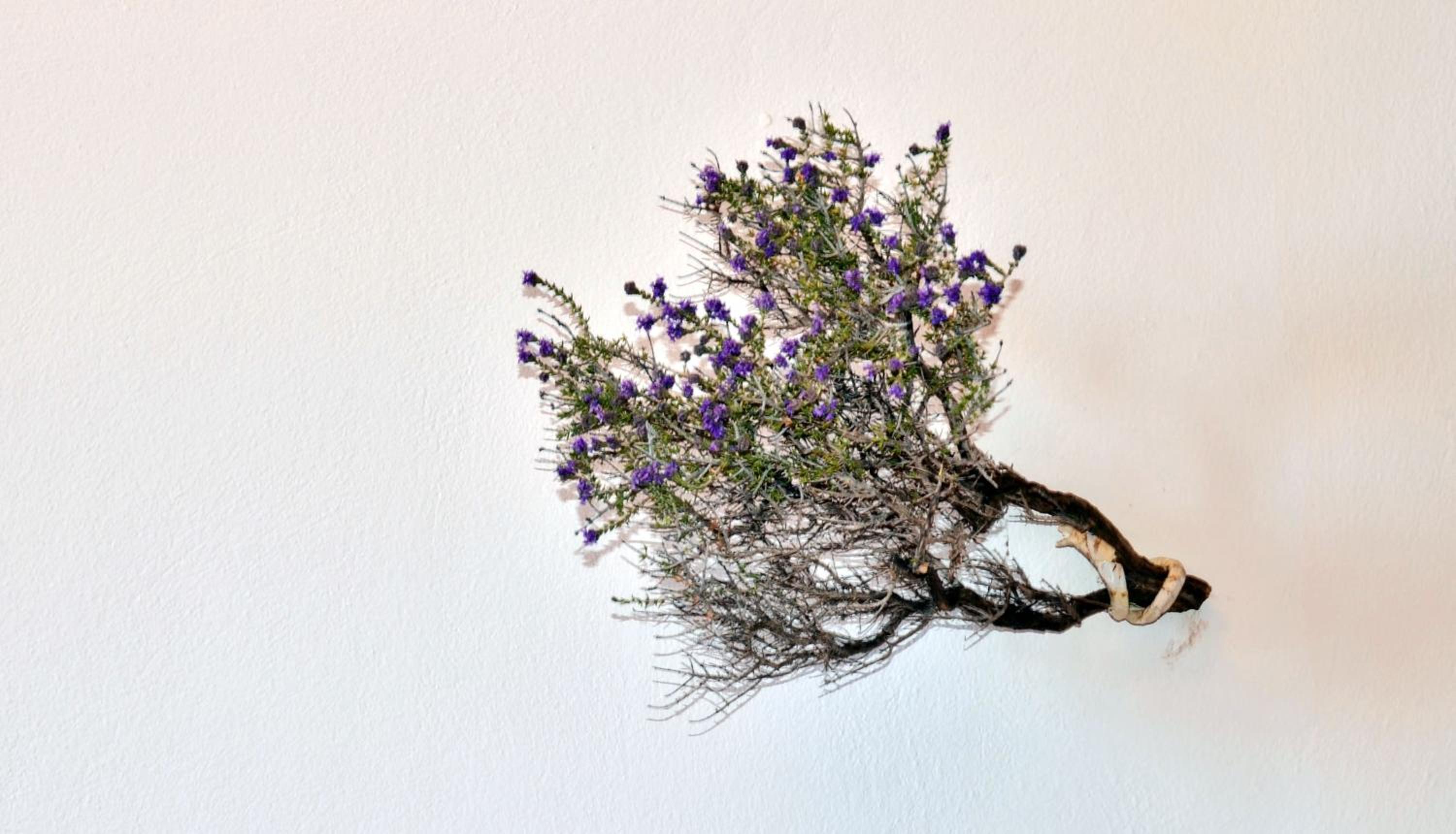 Фото Lefkanthemo