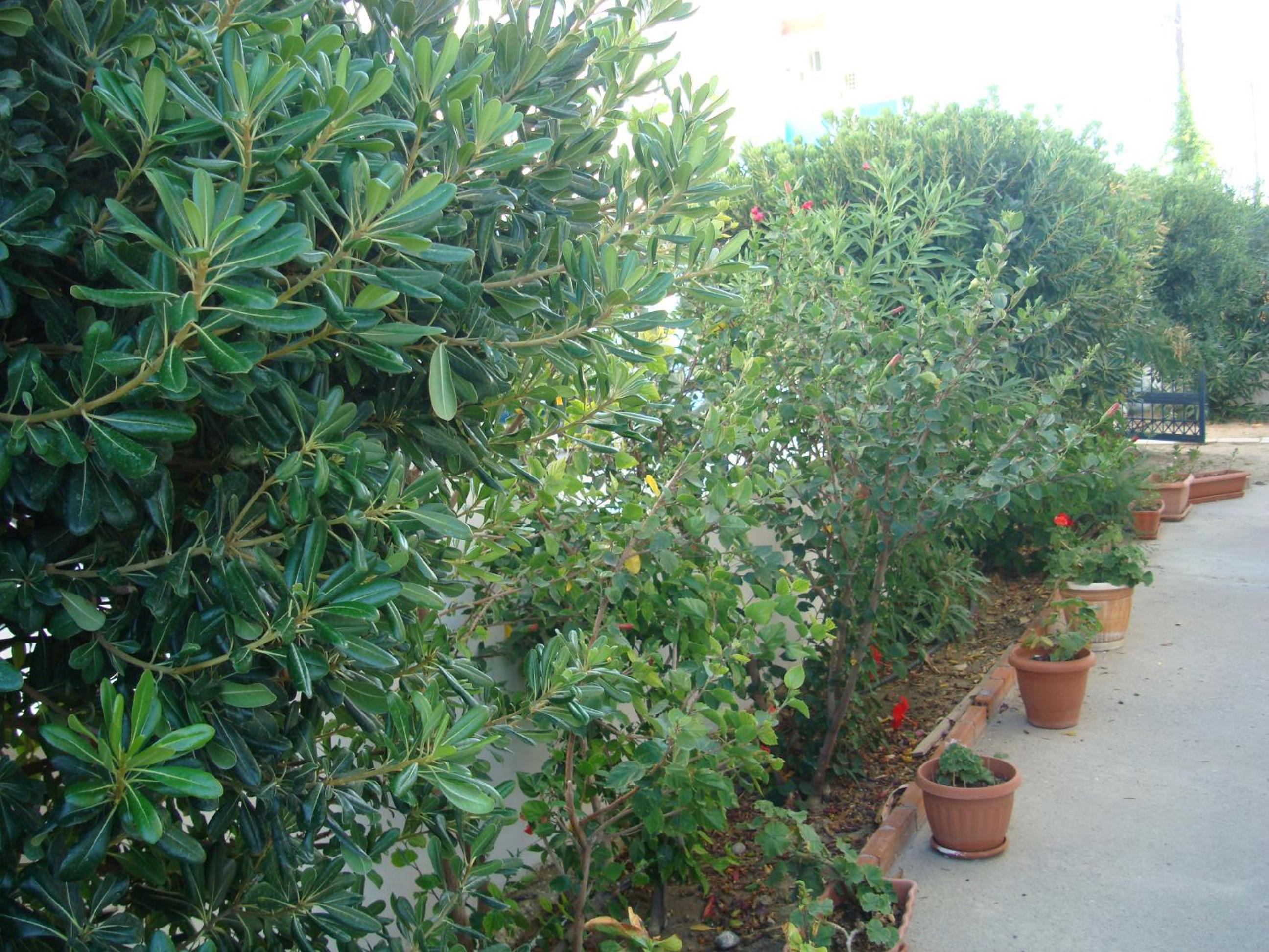 Фото Philippos Studios