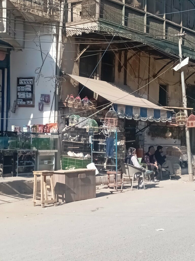 Pet shop Mama Birds Shop, Rawalpindi, photo
