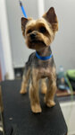 Sherst (Yuntolovskiy Avenue, 42к2), pet salon
