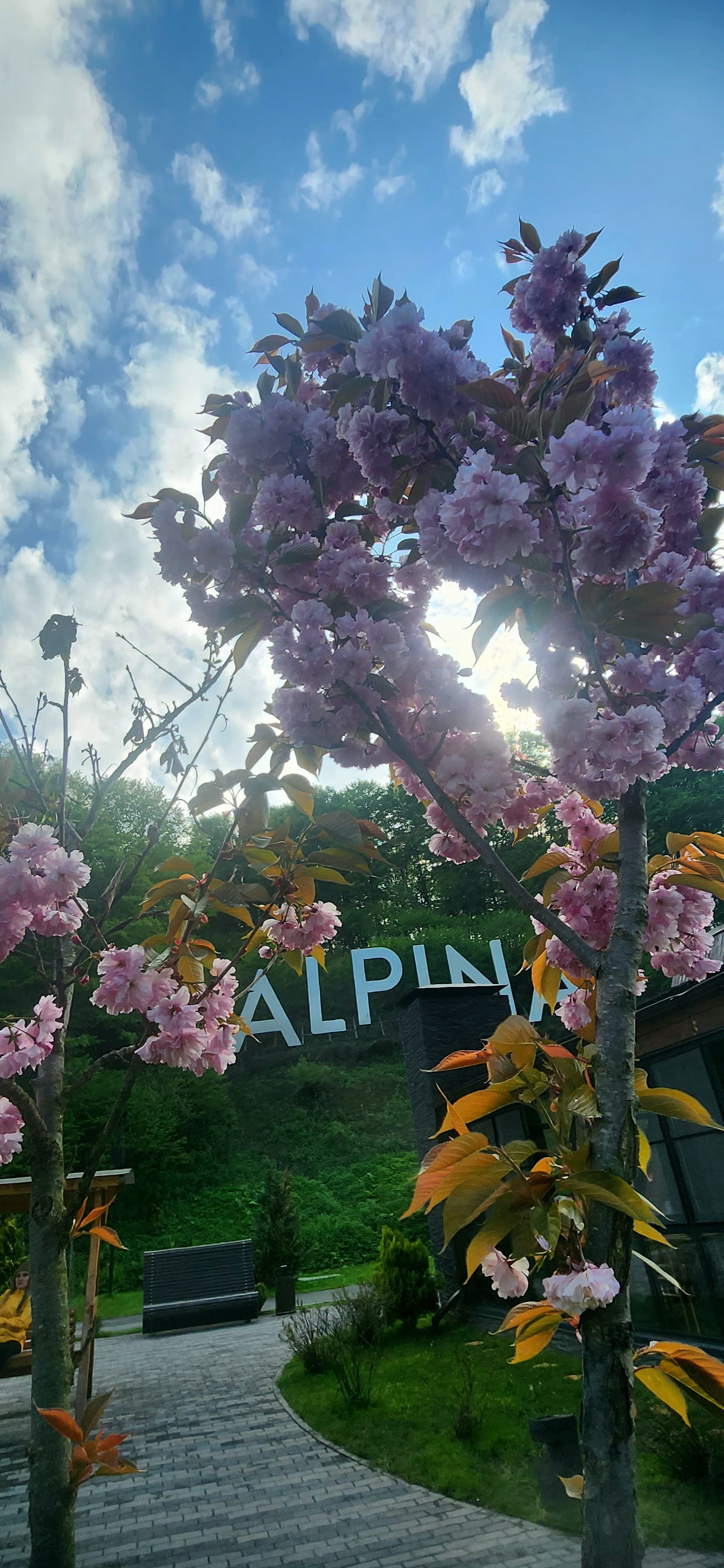 Фото Альпина парк