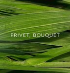 Hello, bouquet (Krasniy Avenue, 59), flower shop