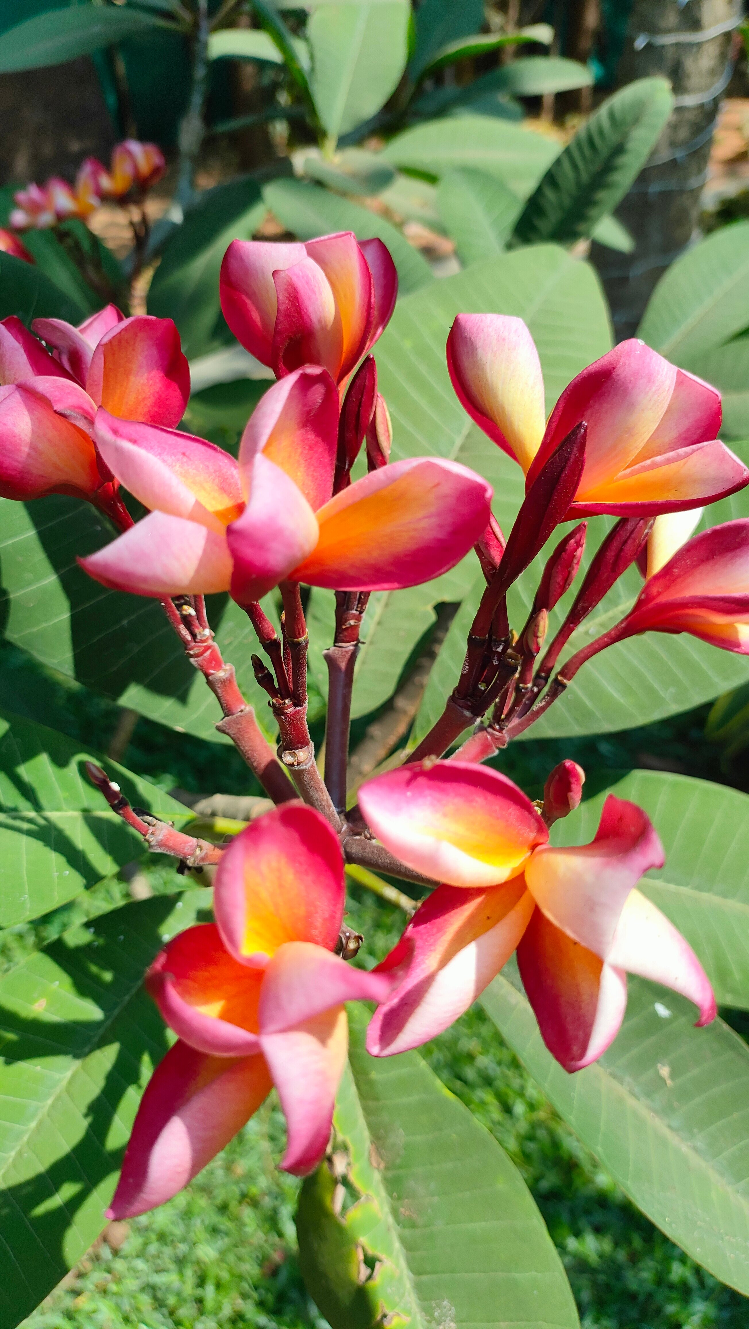 Фото Estrela Do Mar Beach Resort