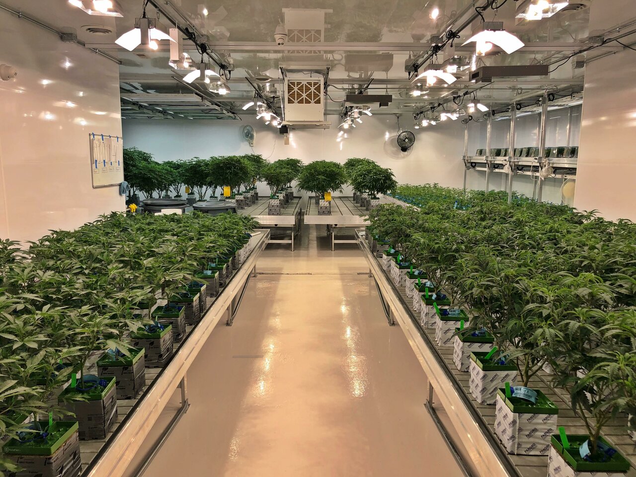 Trinidad colorado dispensary