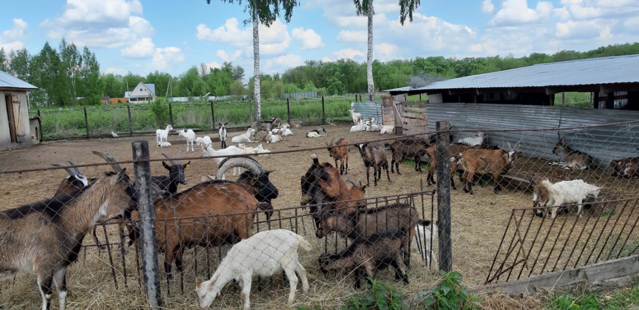 Фото Казанский луг