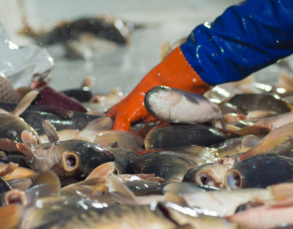Рыбное хозяйство, рыбоводство Опытный рыбхоз Селец, Брестская область, фото