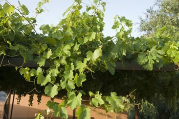 Фото Kallicrates Village