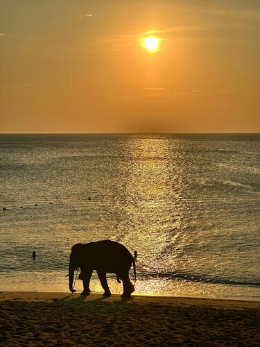 Внешний вид отеля Marriott's Phuket Beach Club в Тхаланге, фото 4