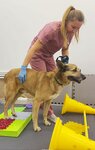 ArniVet (dachny posyolok Lesnoy Gorodok, Tsentralnaya ulitsa, 65/1), veterinary clinic