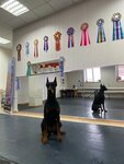 Дрессировка собак 64 (Engels, posyolok 1-y Uchkhoz, Meliorativnaya ulitsa, 14А), servicio canino