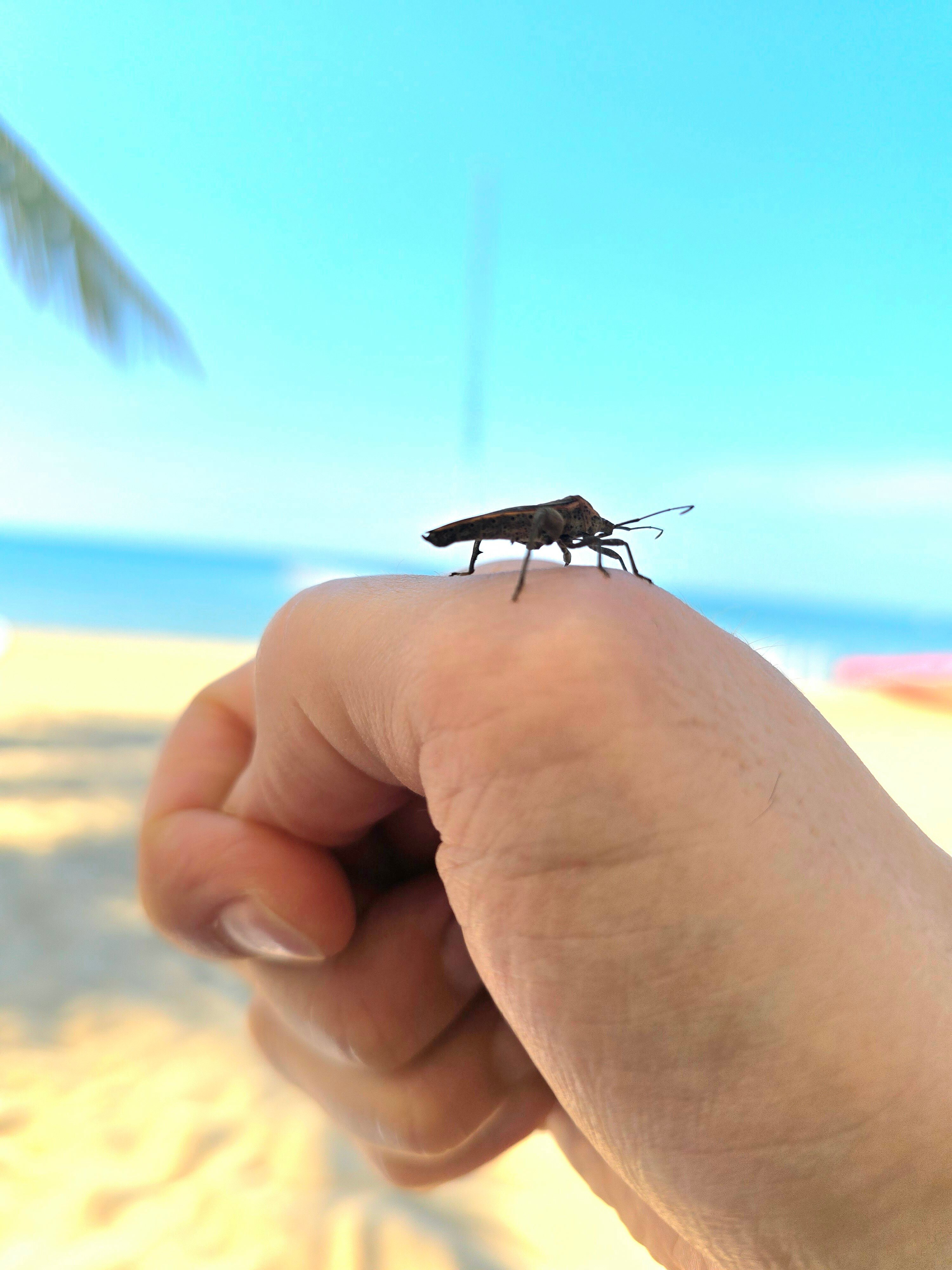 Фото Regent Phu Quoc