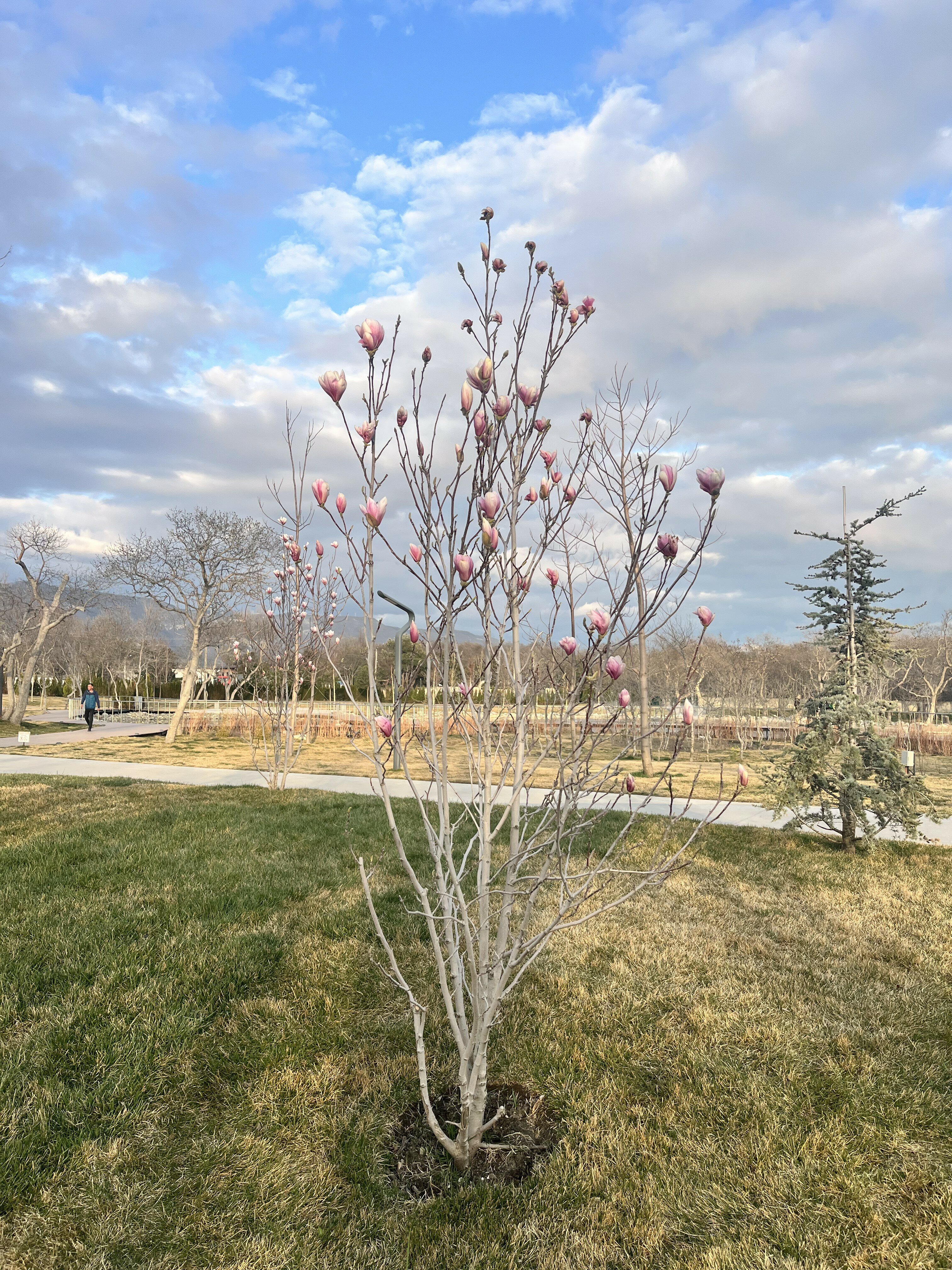 Фото Ахиллес