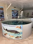 Live Fish From Armenia (Krasnoflotskaya ulitsa, 1), fish and seafood