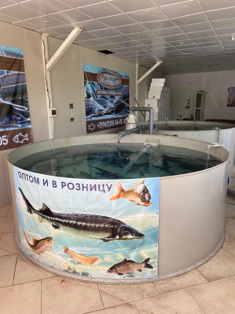 Fish and seafood Live Fish From Armenia, Sochi, photo