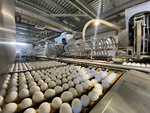 Птицефабрика Чайковская (Perm Territory, Chaykovskiy gorodskoy okrug), agricultural enterprise