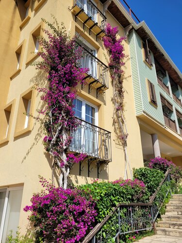 Внешний вид отеля Lonicera Premium Hotel в Аланье, фото 5