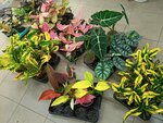 Склад растений (ulitsa Geroyev-Razvedchikov, 26/3), garden center