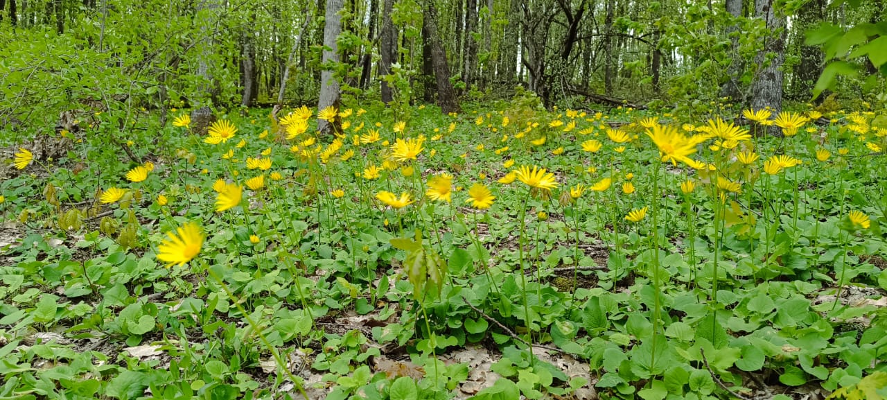 Фото Лес Азовская