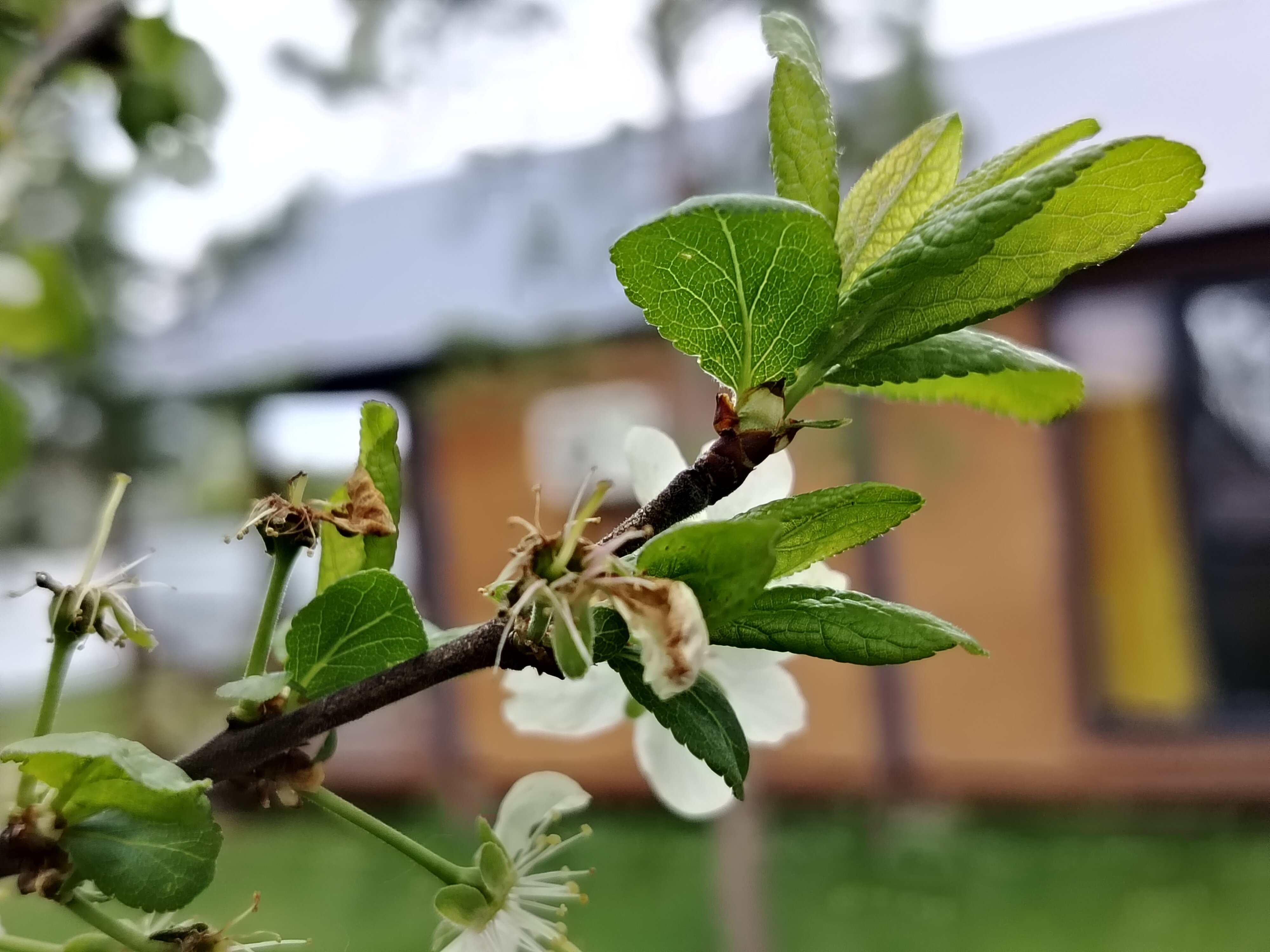 Фото Дом с душой