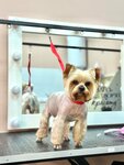 Модный хвост (50 Letiya Pobedy Street, 34), pet salon