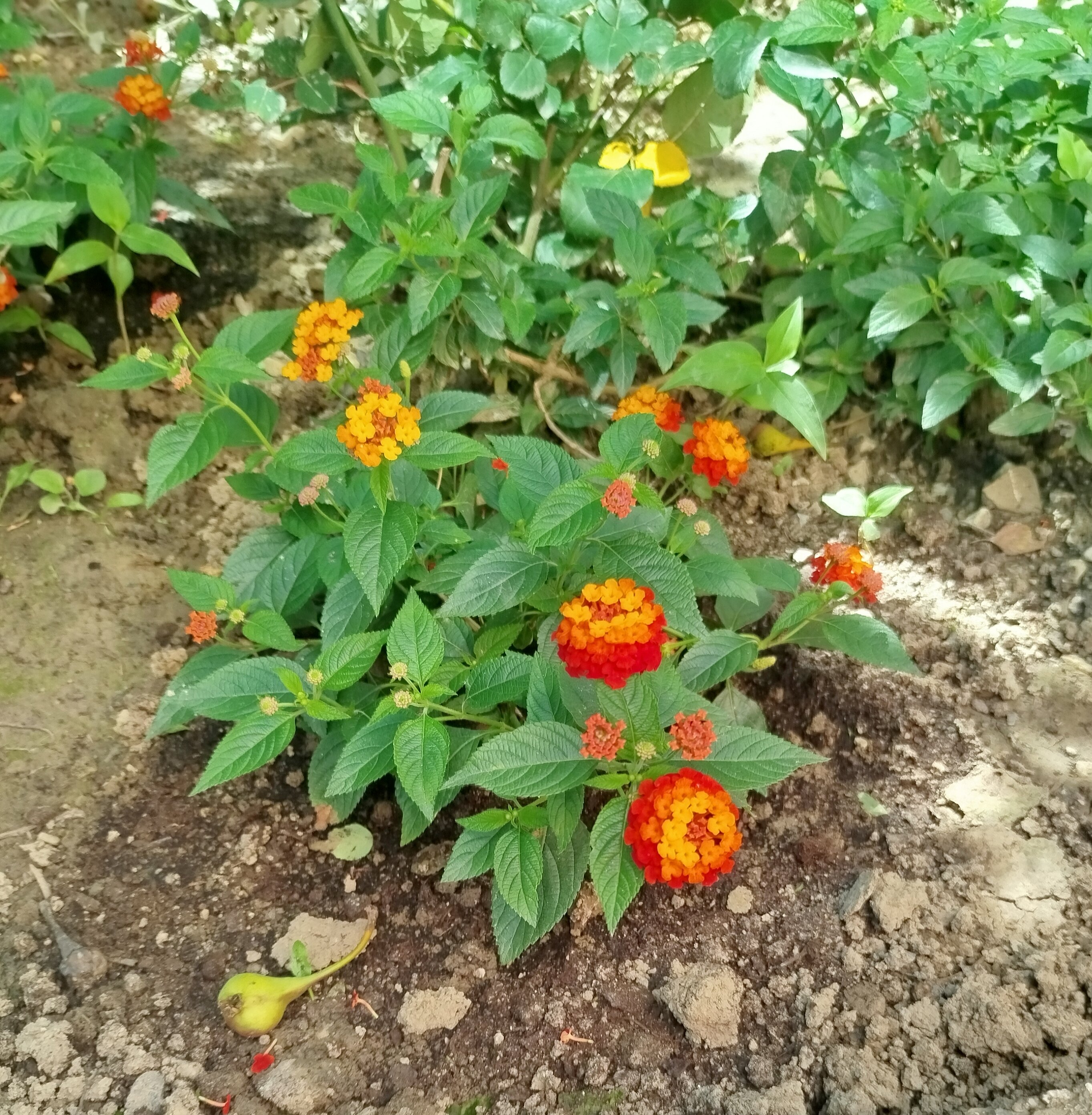 Фото Диана Аллама групп