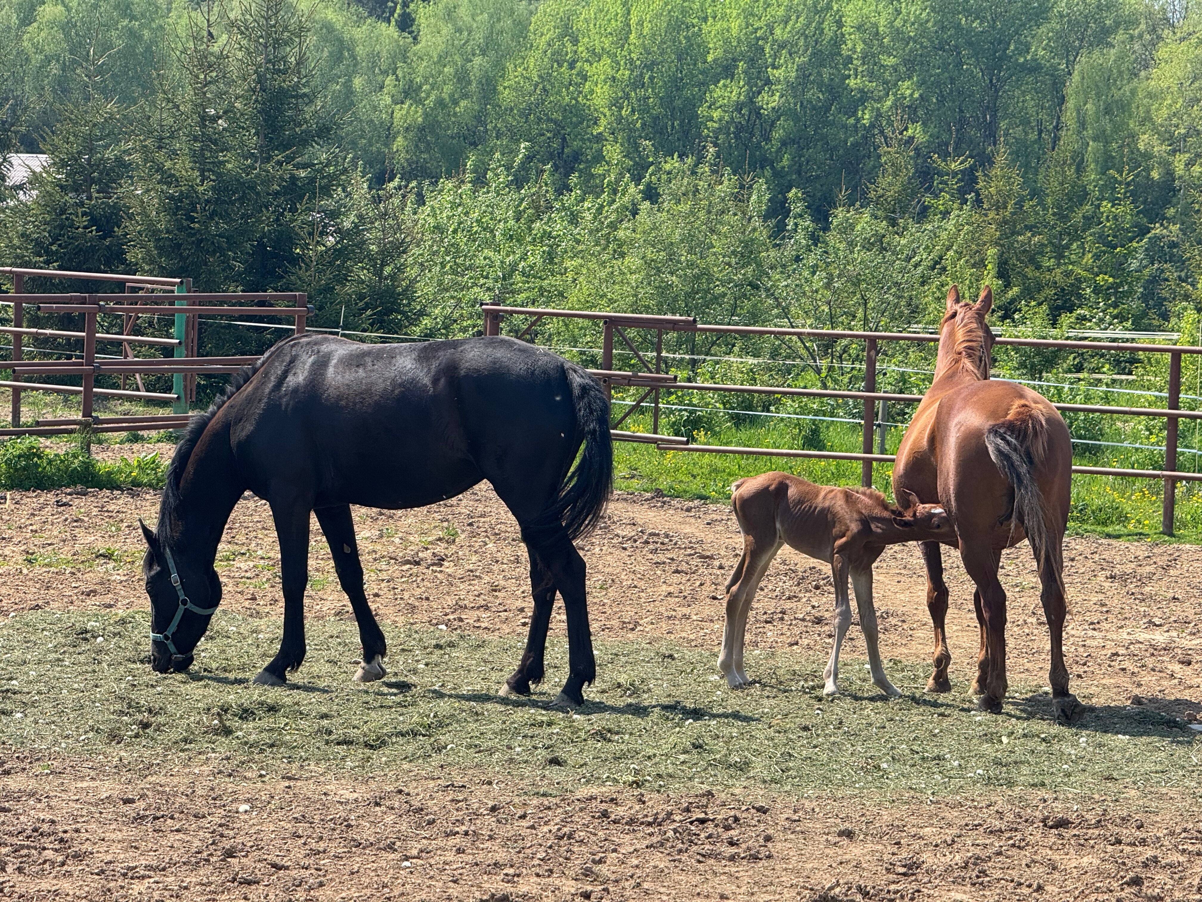Фото Михайловское угодье
