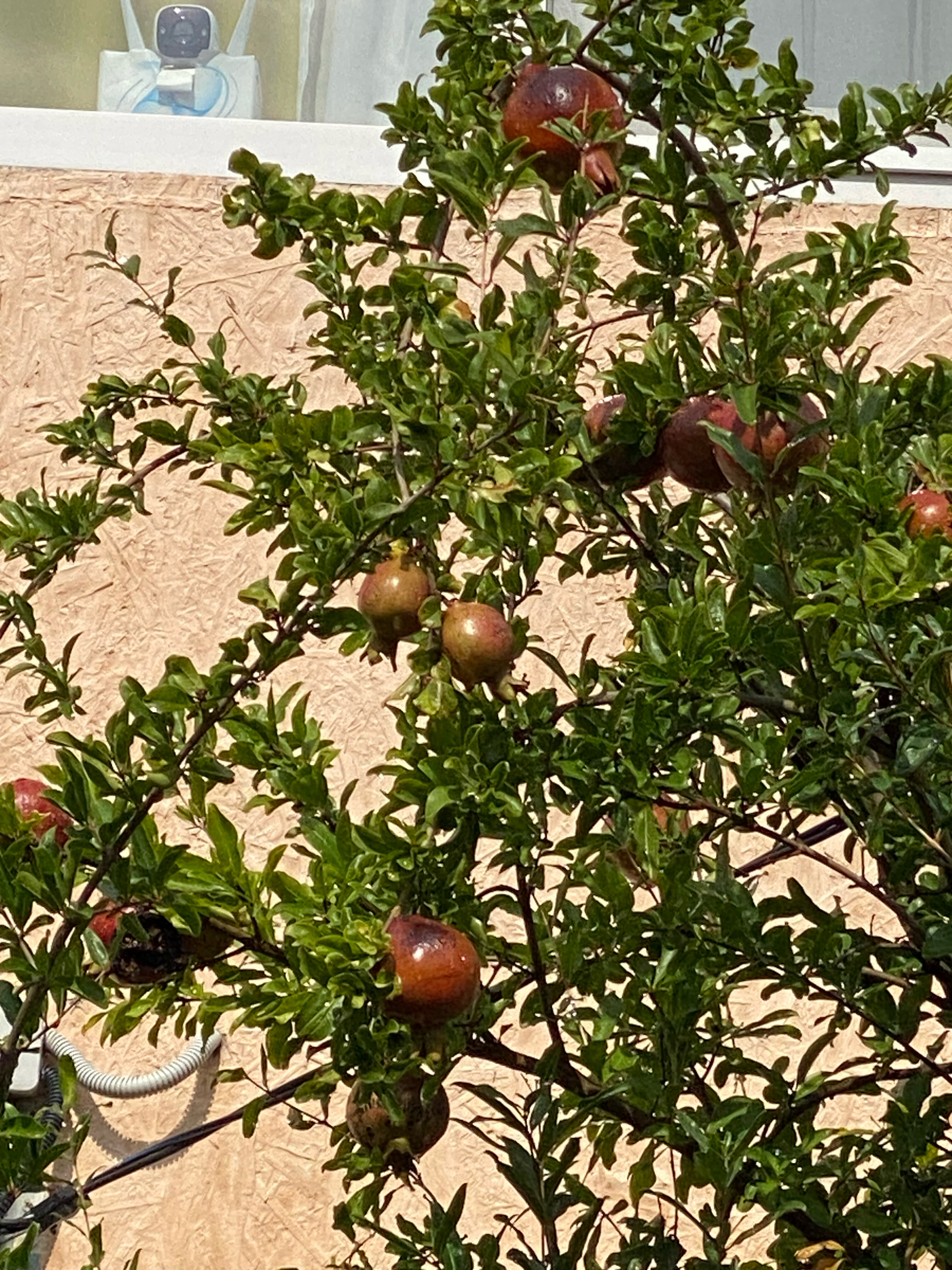 Фото Экзотик