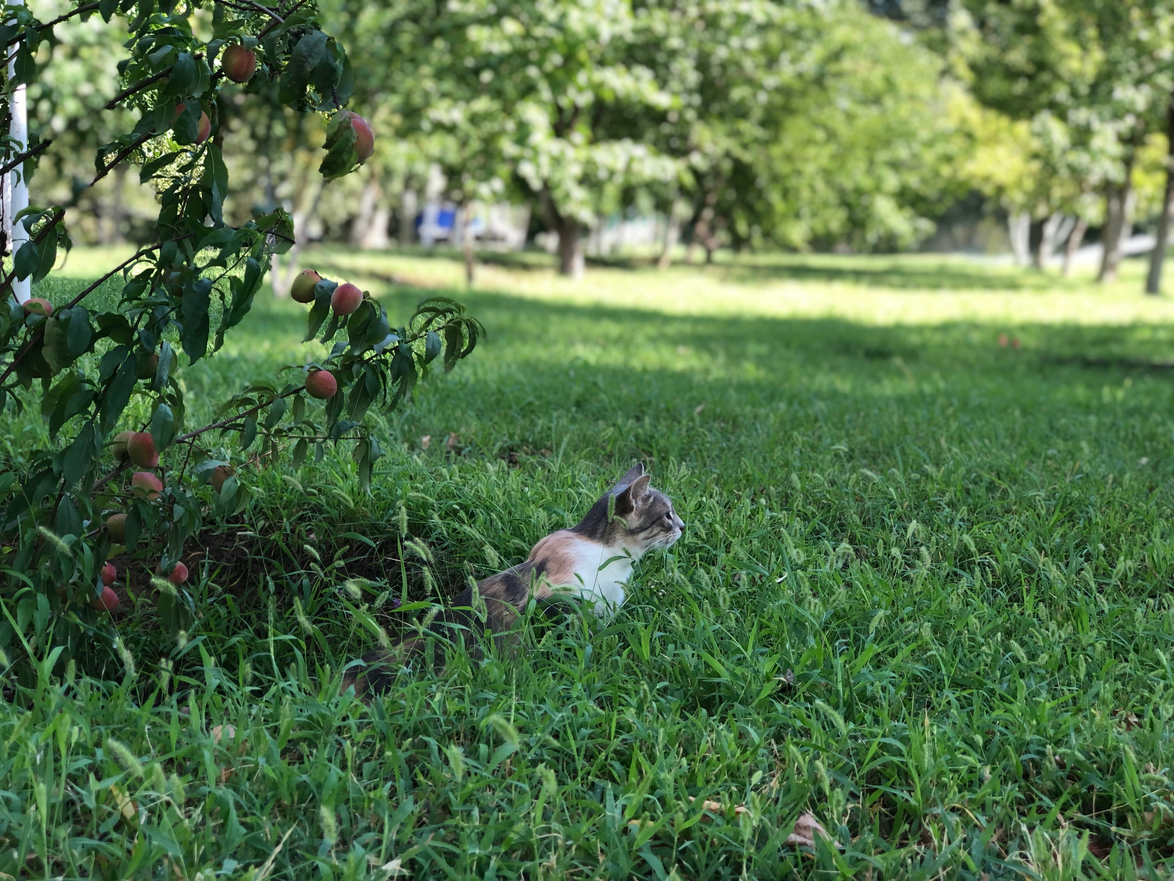 Фото Золотой Лотос