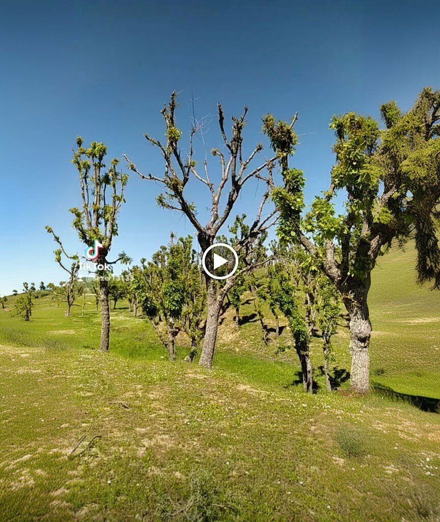 Primary school Kavakbasi Primary School, Mutki, photo