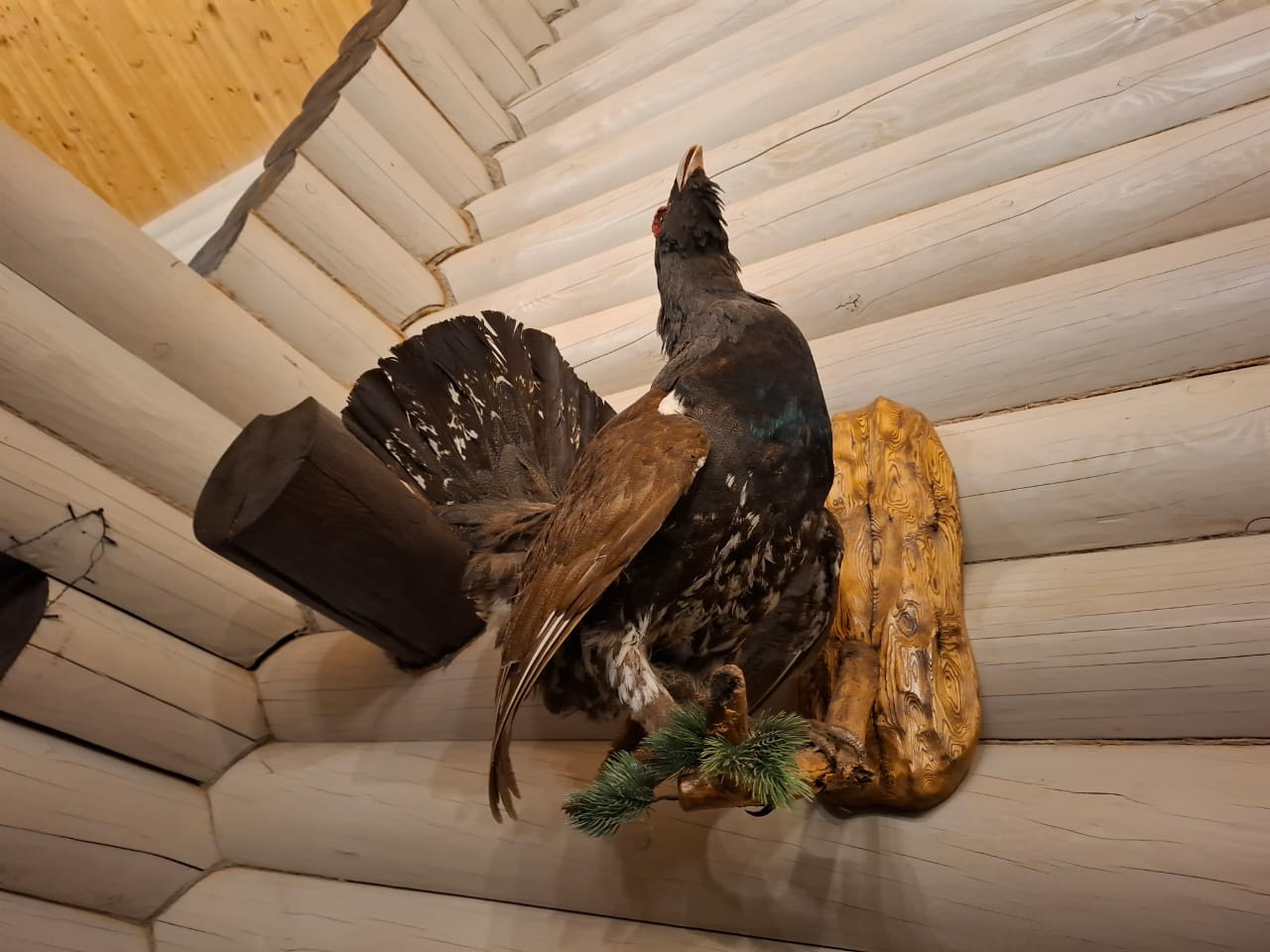 Фото Белая Ривер Клаб