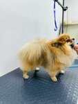 Ветеринарный центр ФелиКан (ulitsa Krupskoy, 2/14), veterinary clinic