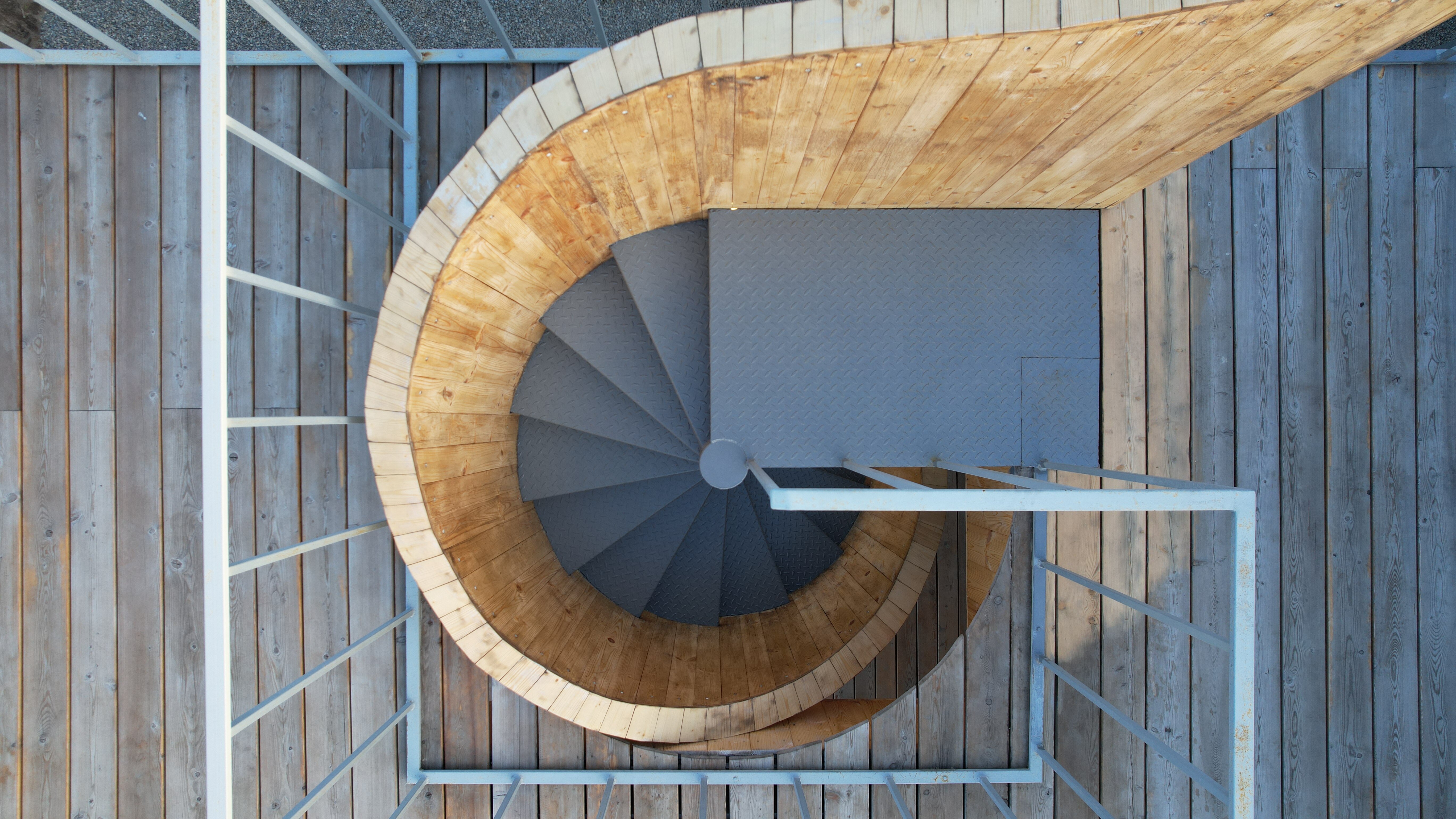 Фото Жимолость