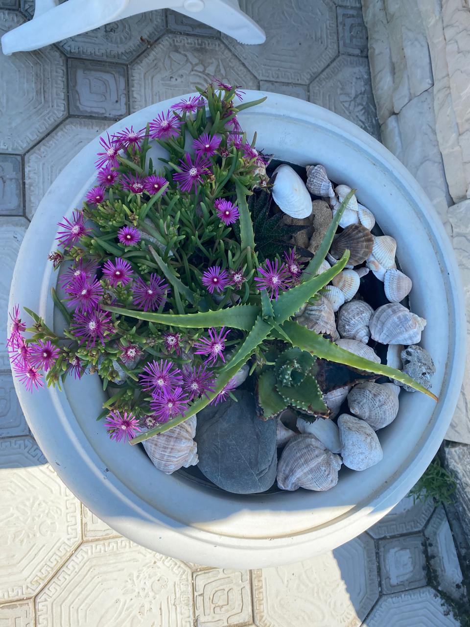 Фото Калипсо