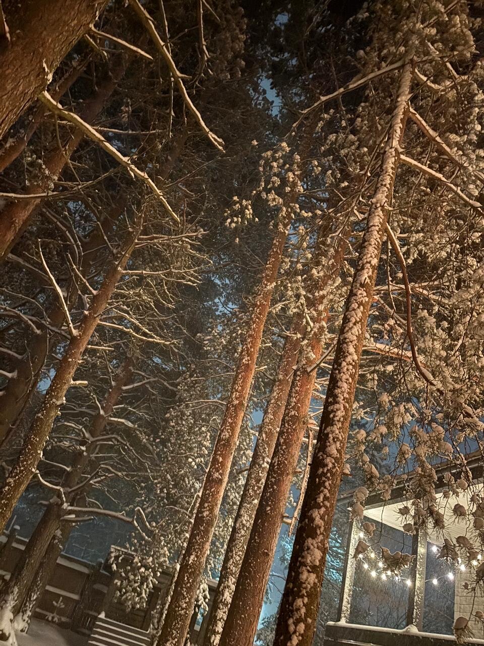 Фото Хвойная Гармония