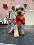 Groom Time (Oktyabrskaya ulitsa, 42А), salón de mascota, peluquería de animales