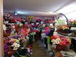 Tsvety (Lenina Avenue, 61к1), flower shop