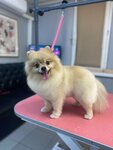 Golden dog (rayon Severnaya Zhilaya Chast, mikrorayon Sovetskiy, 6/3), pet salon
