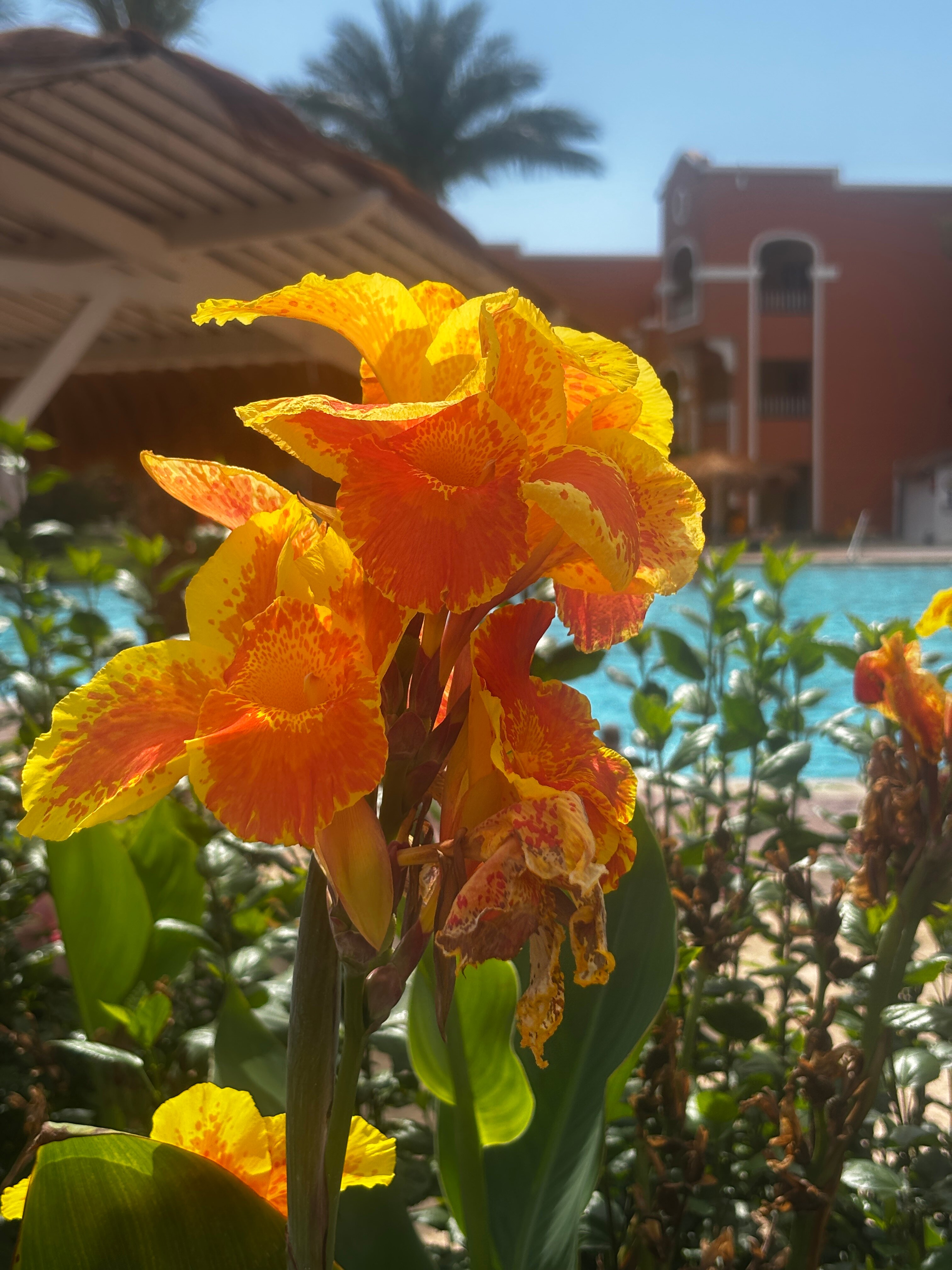 Фото Кариббиан уорлд резорт