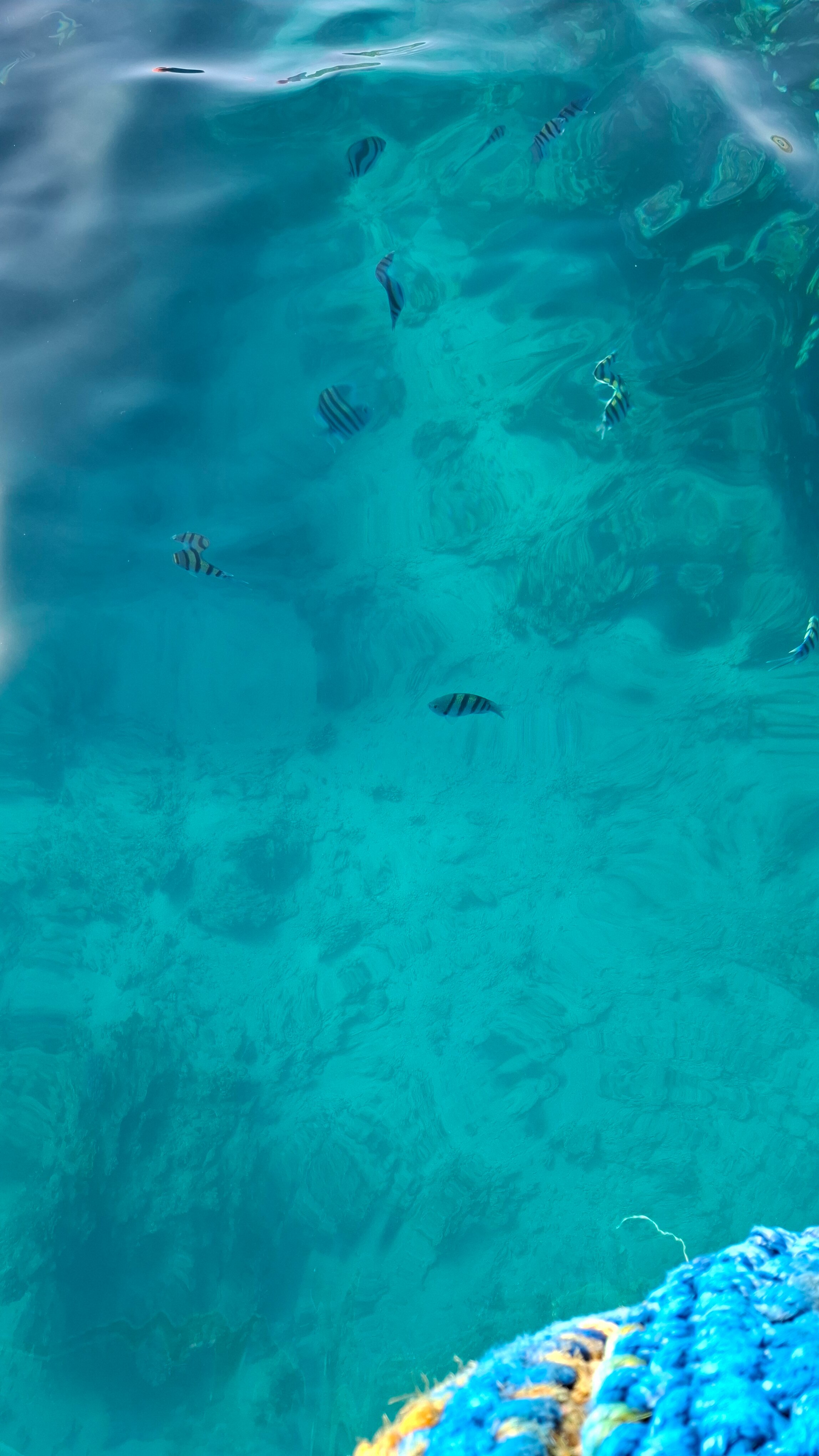 Фото Aurora Oriental Resort