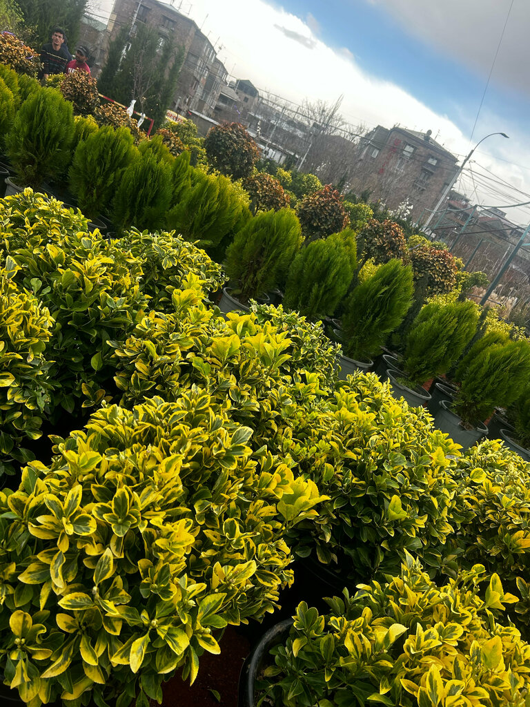 Landscape design Артемида, Yerevan, photo