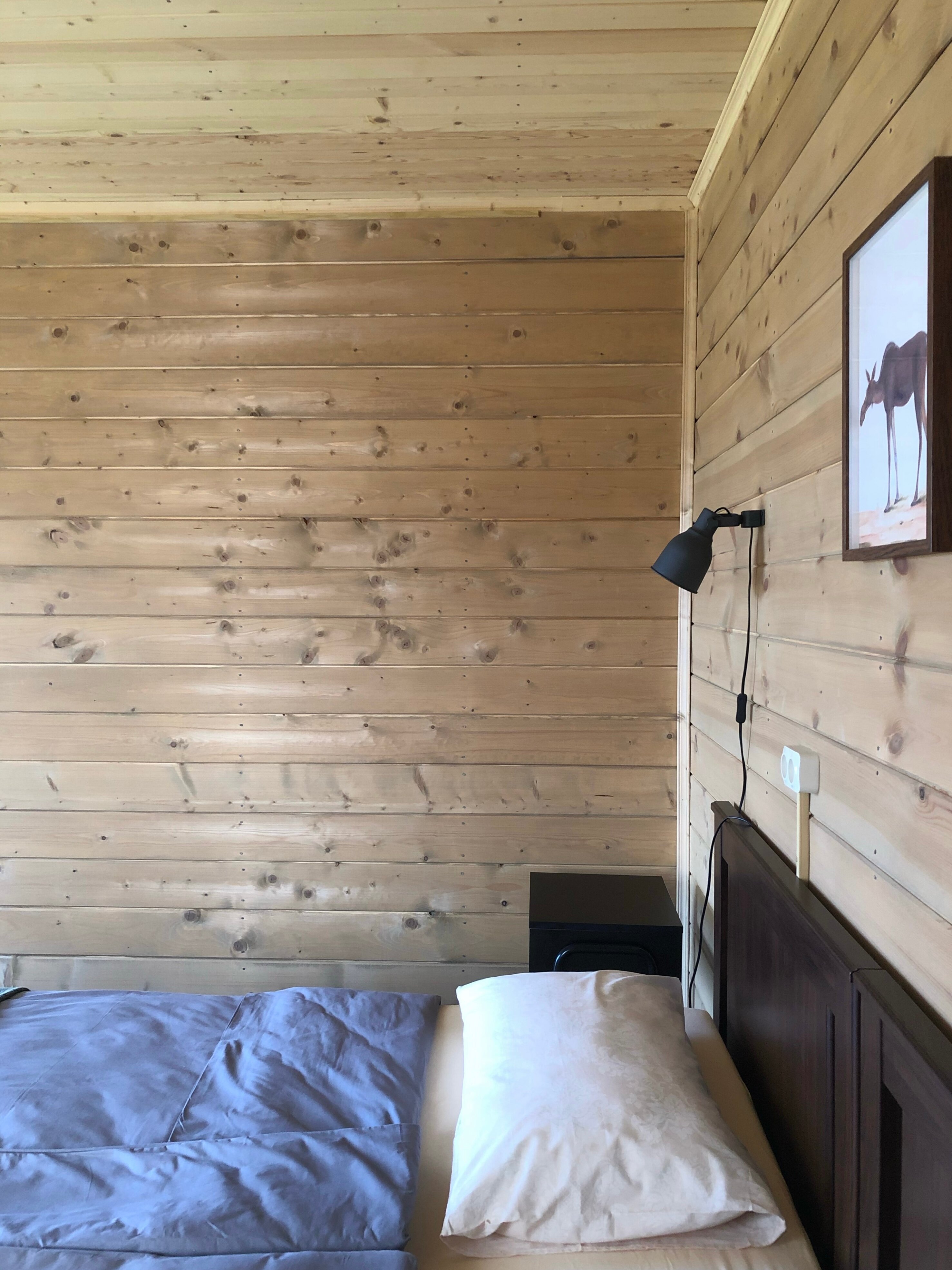 Фото Кот и Лось