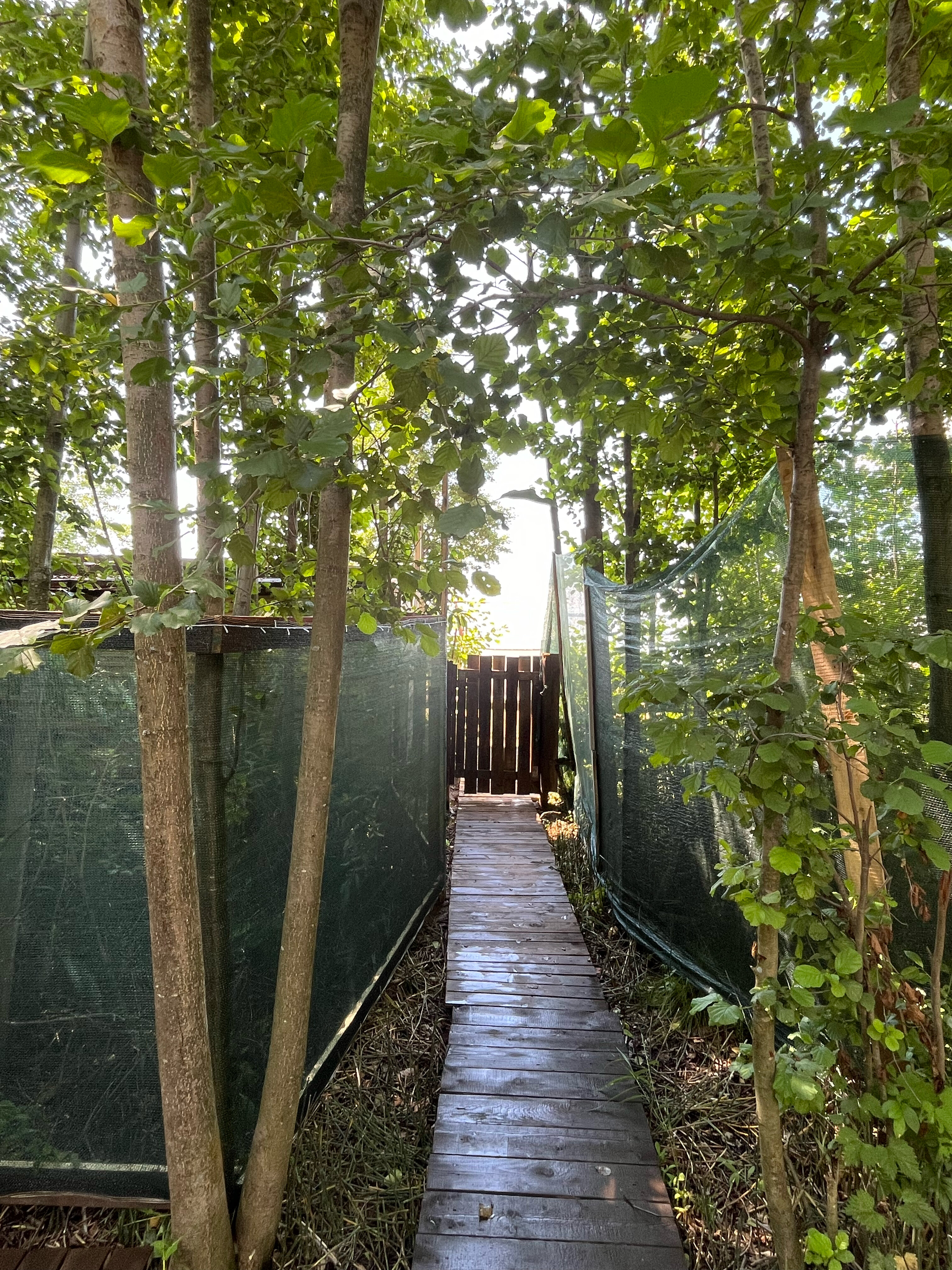 Фото Облепиха