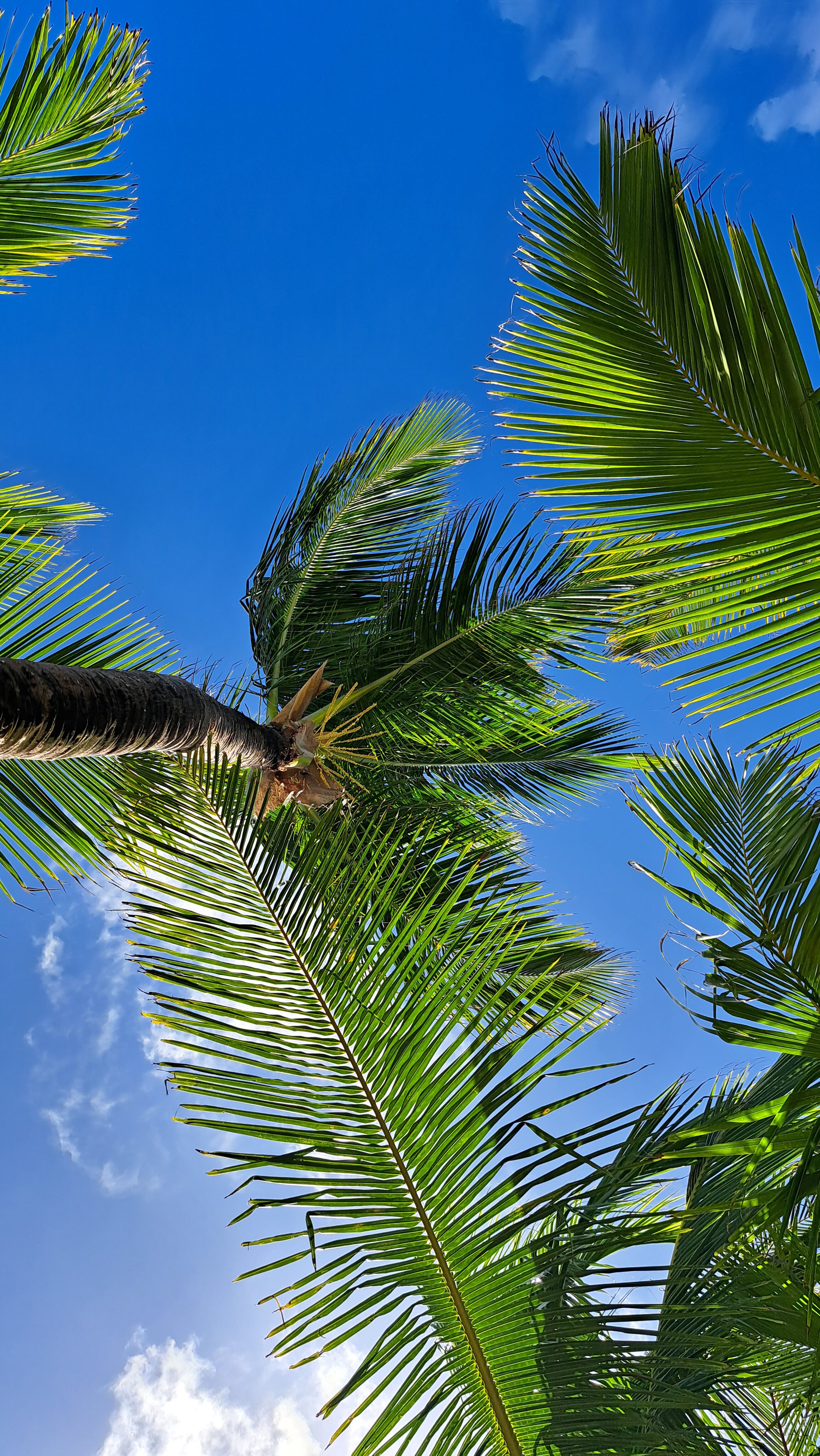 Фото Riu Republica - Adults only - All Inclusive