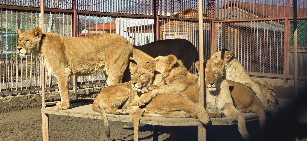 Animal nursery Exoticzoo, Moscow, photo