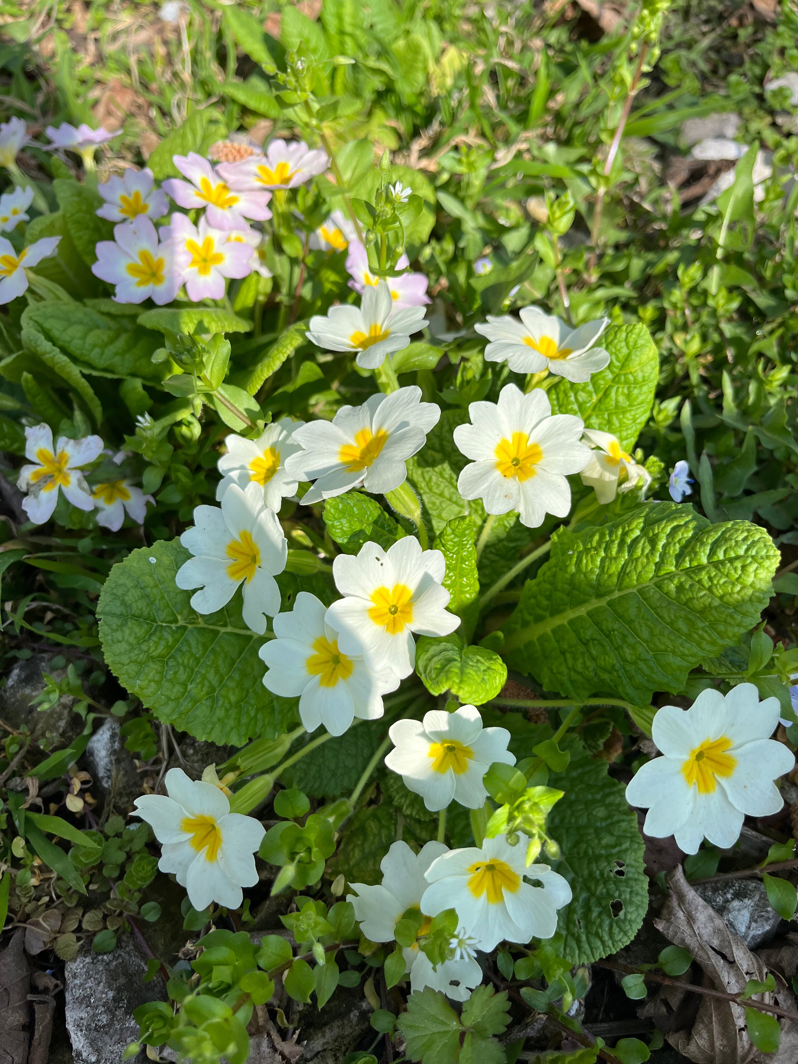 Фото Горная Лаванда