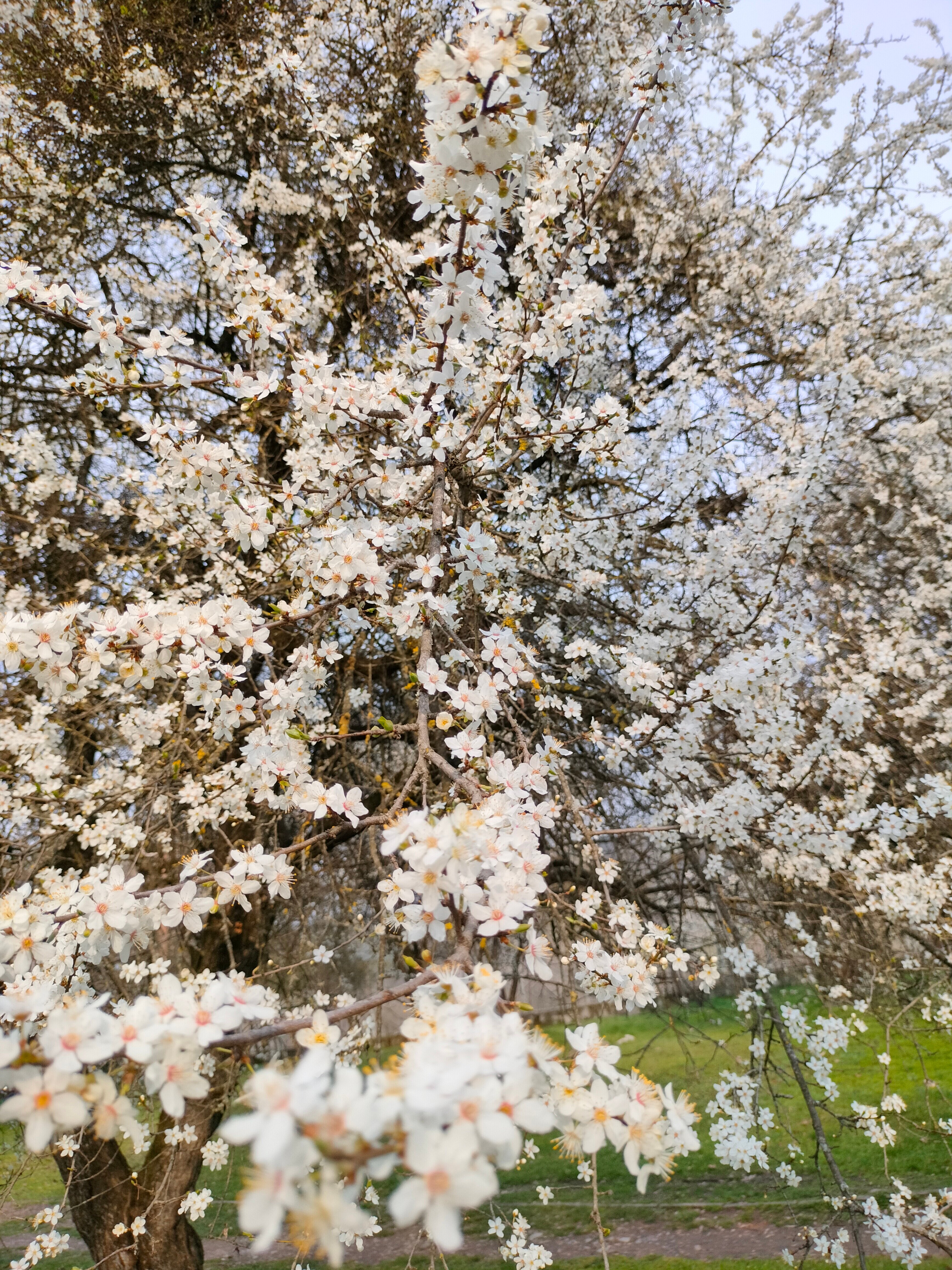 Фото Парк отель Нальчик