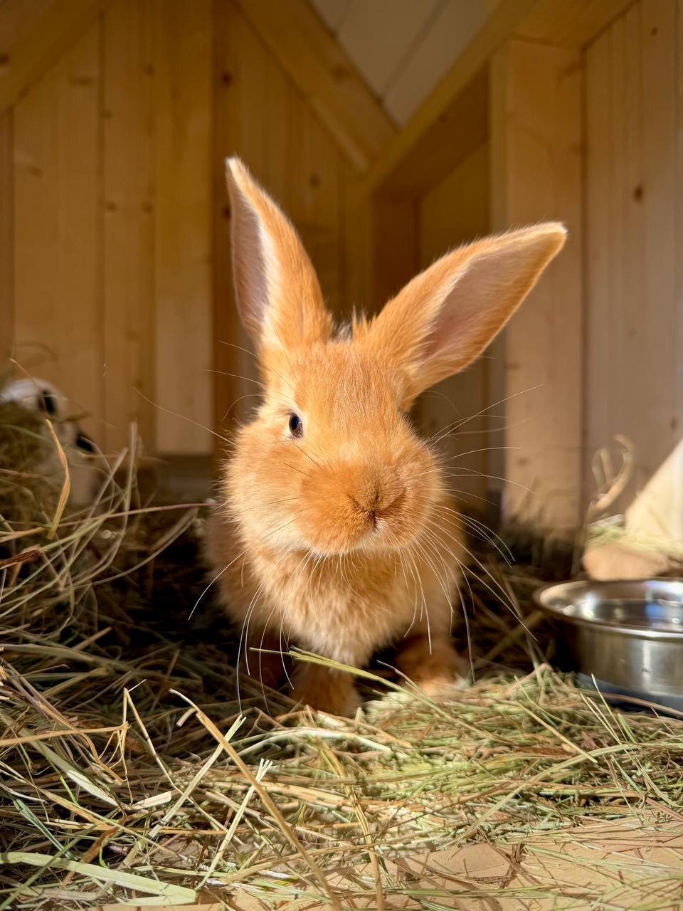 Фото Восемь Обезьян