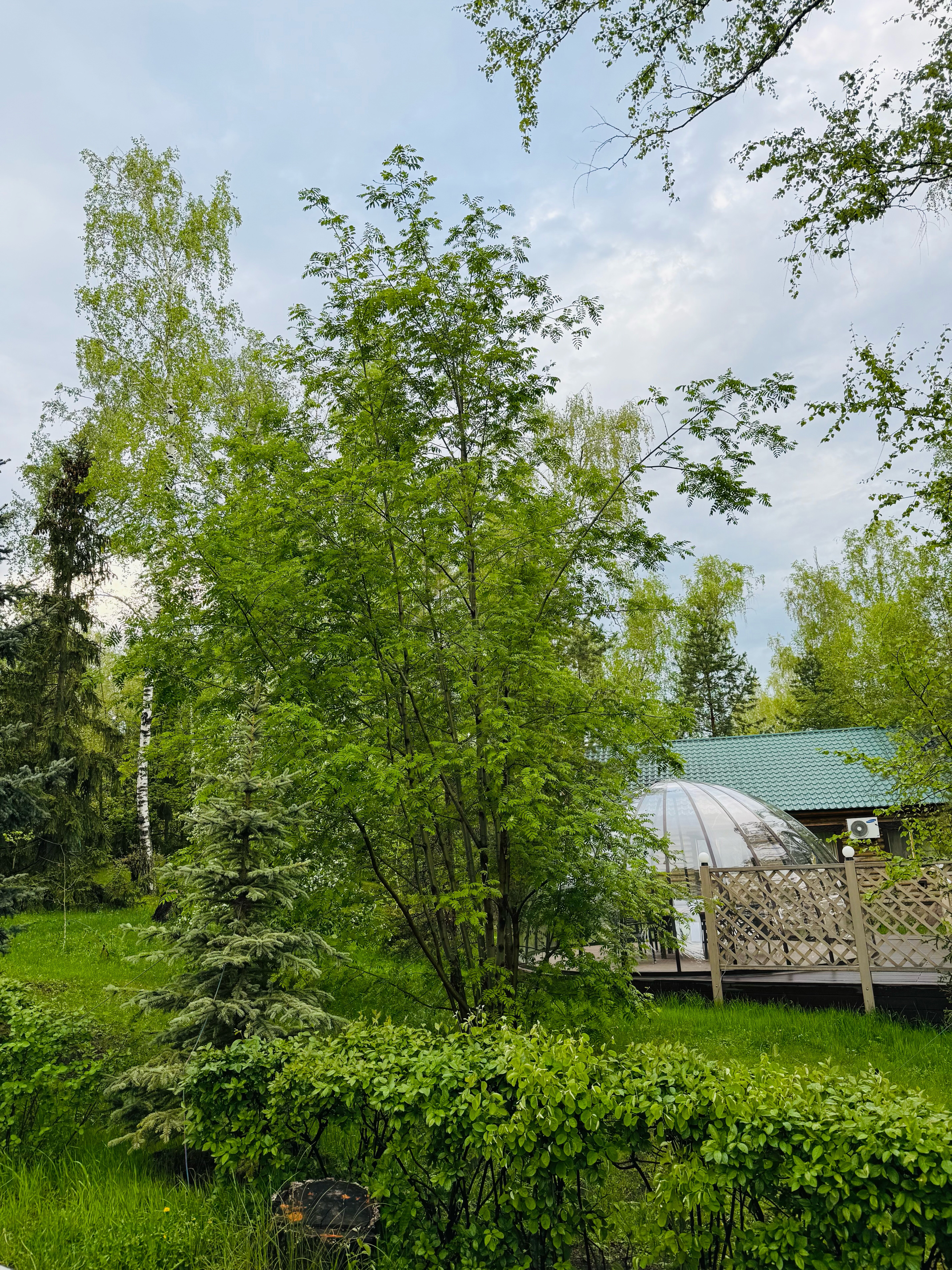 Фото Берёзка